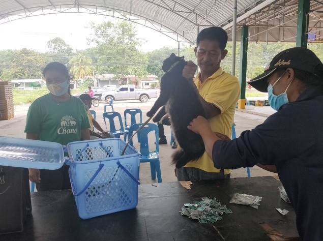 ฉีดวัคซีนป้องกันโรคพิษสุนัขบ้าในสัตว์ ในพื้นที่ตำบลกรูด
