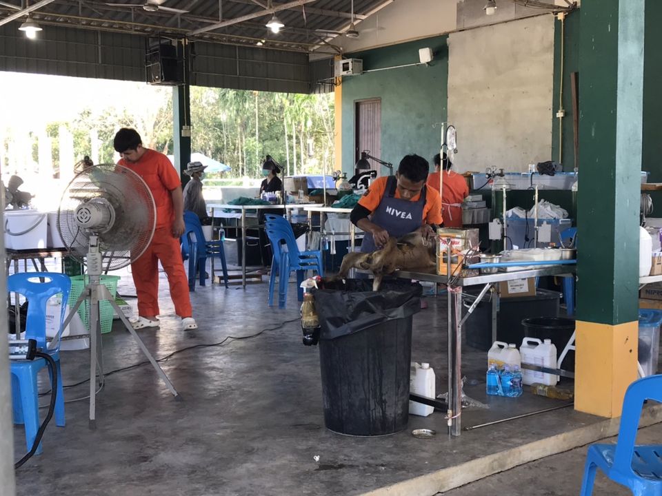 โครงการทำหมันสุนัขในพื้นที่ตำบลกรูด